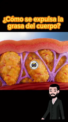 ¿Cómo se expulsa la grasa del cuerpo?#grasa #perderpeso #ejercicio #tiktok #fyp 