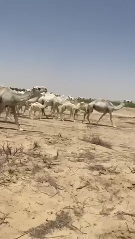 للبيع ابل وضح كفو وطيبه العدد / 21 بالفحل والرحول طفح اشباب اغلبها ابكار عليانيات وباتليات ومعها فحل طيب على المعنى فحل الامير فهد بن سلطان وفيها 4 خلفات و 7 لقحات وفيها ابكار كفو والبل طيبه وسلم  الموقع / شرق الصرار التواصل / 0582566850 