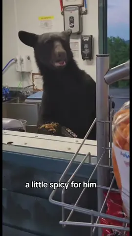 #gatlinburg #tenn #anakeesta #sevierville #bear #blackbear #tennessee #knoxville #fypage #trending #fypシ゚viral #viral #f #fy 