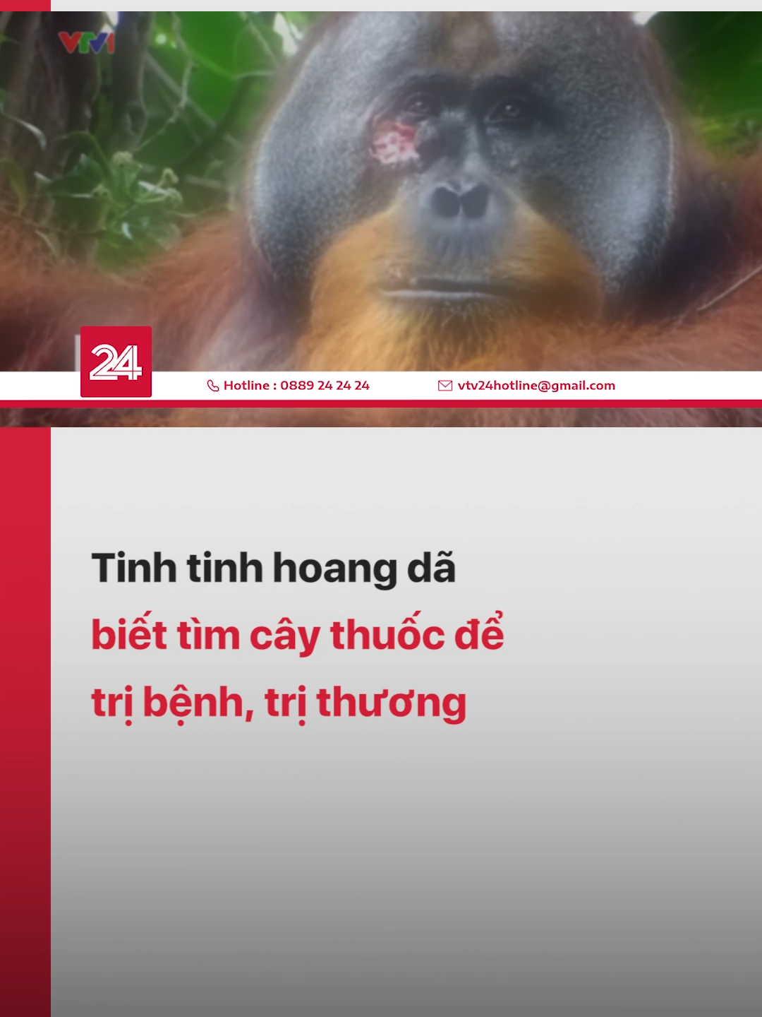 Theo nghiên cứu mới, loài tinh tinh dường như có một kho kiến thức về y học. Chúng biết tìm kiếm những loại thực vật có tác dụng kháng khuẩn và chống viêm tốt #vtv24 #vtvdigital #tiktoknews #thegioidongvat