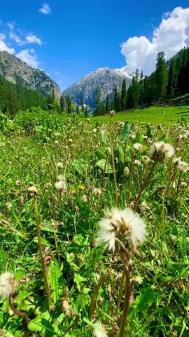 Heavenly Place In The World Jan Shahi Meadows Kalam . #trending #foryou #f #swatvalley #pakistan @swatbeauty✨ @LeGrand Resorts Kalam @🎀 𝒜𝓈𝒽𝓇𝒶𝒻 𝓀𝒽𝒶𝓃 🎀 @🏔Jaan_kalami🥷 