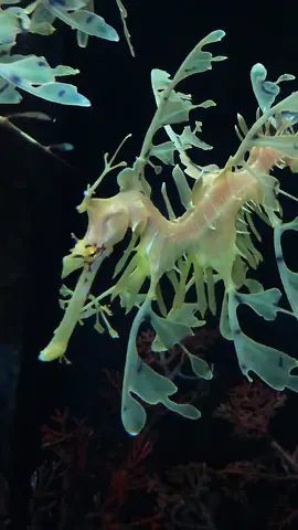 🐉Amazing leafy seadragon (Phycodurus eques) at De Jong Marinelife  Filmed by Newwave Concepts  #seadragon #marineaquarium #reeftank #fishtank #ocean #oceanlife #aquariums #newwaveconcepts #dejongmarinelife #saltwateraquariums