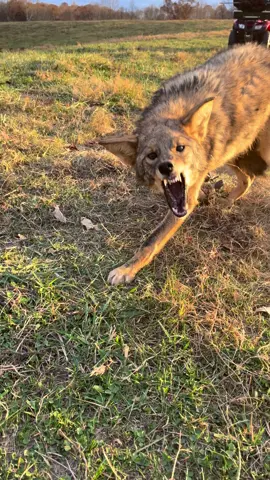 Angry Coyote Growling. #predatorcontrol #coyotes #bluegrasstrapper 
