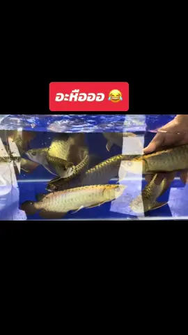 #ฟาร์มปลามังกร #ขายปลามังกร #ปลามังกร #arowana #อโรวาน่า #ปลาสวยงาม #fullgold 