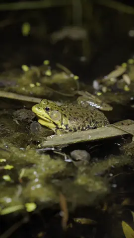 The call of the northern green frogs 🐸 I spent a week on a farm in Quebec and discovered this little pond populated by northern green frogs. I decided to record their call with an LCR setup.  The filming wasn't easy with all the mosquitoes swarming around me 😵‍💫 #aesthetic #science #sound #pourtoi #fyp 