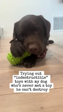 I think we may be onto something w this one 🤨🤨🤨 #PetsOfTikTok #labpuppy #labradorretriever #fyp #viral #chocolatelab #1min #longervideos #puppylove 