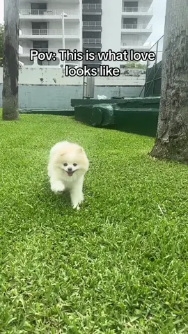 My sweet little pomeranian girl stella makes me so happy! #pomeranian #pomeranianpuppy #pomeranianlove #puppylove #puppytiktok 