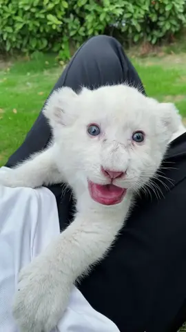 #tiktok #zoo #lion #White Lion A leisurely afternoon~
