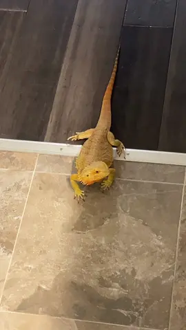 Bearded dragon mom #lizardmom #beardeddragontok@