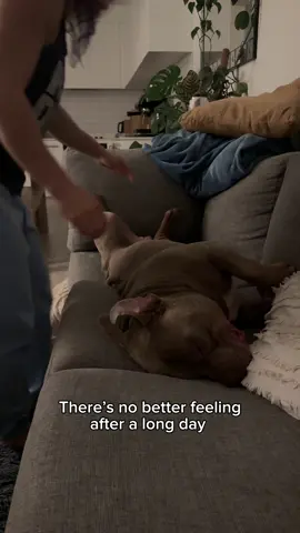 The whole other side of the couch was free women. Can you not see the Do Not Disturb sign 🥹🩷 #Love #cuddles #happy #dogmom #dogs #dog #puppy #americanbully #dogoftiktok 
