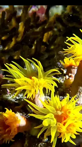 Tubastrea, polype de corail soleil. On distingue sa bouche au centre du polype. Merveilleux spécimen  #coral #oceanlife #marinelife #savetheocean #marinebiodiversity #underwaterworlds #dive #wonderfulworld #scubadiving 