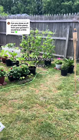 Replying to @Jasmin thank you for this question! You gave me idea to post something today 😂😚 #gardening #plants #plantsoftiktok #containergarden #minigardentour #gardentour #beginner #beginnergardener #fy #fypシ゚viral #10k? #10k #MomsofTikTok 