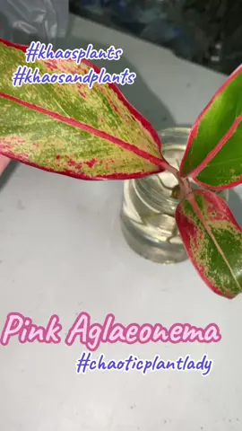 #gardening #garden #gardeningtiktok #gardeningmom #roadto10k #plantlady #plantsoftiktok #plants #plantlovers #postthecontent #chaoticplantlady #plantsandchaos #khaos #khaosplants 