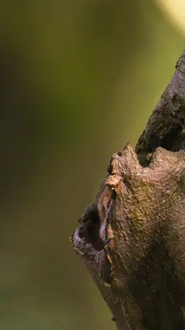 Watch this majestic owl make a dramatic exit from its tree hollow! 🦉🌳 Nature's wonders never cease to amaze. #WildlifePhotography #NatureLovers #Owl #BirdsOfTikTok #NatureIsAwesome #WildlifePerfection #AnimalLovers #NatureGram #BirdWatching #InstaBirds #NaturePhotography #BirdsOfInstagram #WildlifePlanet #NatureShot #BestBirdShots #WildlifeSeekers #BirdBrilliance #ExploreNature #AnimalPlanet #WildlifeAddicts #TreeHollow #naturesbeauty 