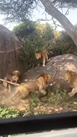 7 Saba Bora Kings 👑 having a dominance fight  #liontiktok #liontok #bigcats #bigcat #lionlovers #lions #lion #lionlover #africa #animalsoftiktok #wildlife #nature #fyp #foryou #animals #lovelions #wildlifephotography #animallover #lionpride #malelions #safari #africanwildlife #wildnature #naturelovers #naturephotography #FY #mapogo #zoo #zoology #trend #trending #foryoupage #viral 