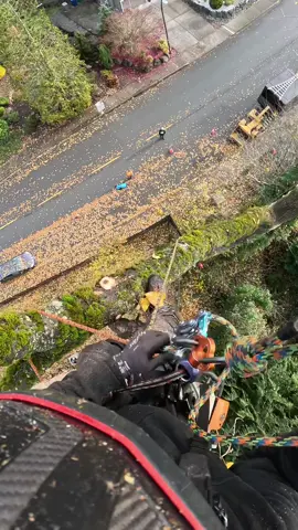 Out on a limb! #chainsaw #climbing #work #Outdoors #tree #trees #climber #climb #heights #wood #woodworking #woodcarving #chainsaws #danger #outside #working 