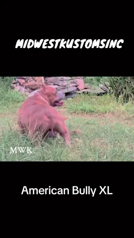 #mwk #MajesticBully #americanbullys #son #americanbullly #king #father #sire #Ch455sbdetox #rip #Detox #stud #puppies #fawn #white #45southbullies #midwestkustomsinc #entertainment