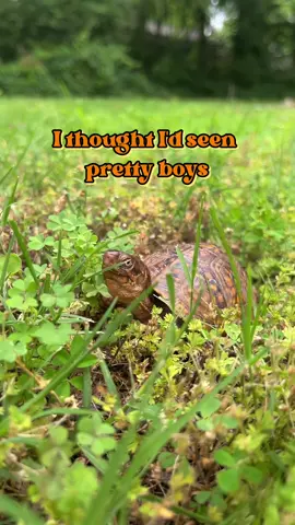 🐢 It’s break-for-turtles season 🛑  We found this beautiful tortoise (we think…still learning the difference between turtles and tortoises so feel free to educate us) in our front yard. We’ve also seen several crossing roads. When it’s safe enough for you to, please stop and help them continue in the direction they’re going so they’re safe from traffic. 💚 We love our Arkansas creature friends! #arkansas #turtles #tortoise #nature #Outdoors #explore 