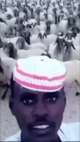 ARRR YOO!#sheep #fyp #foryou #foryoupage #funny #video #treanding 