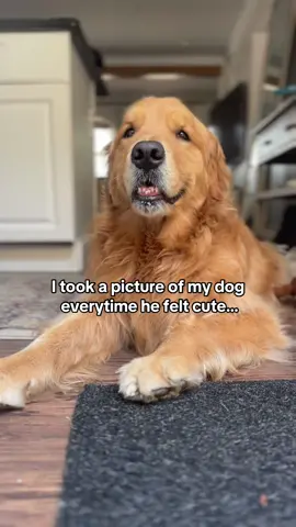 Some days he’s really feelin’ himself 🫶🏻😉  IB @jackjackthecat #goldenretriever #cutedog #handsomedog #smilingdog 