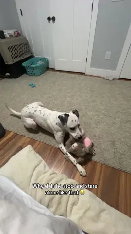 “Youre next” ahh stare #fyp #dog #dogsoftiktok #dalmatian #foryou #wtf 