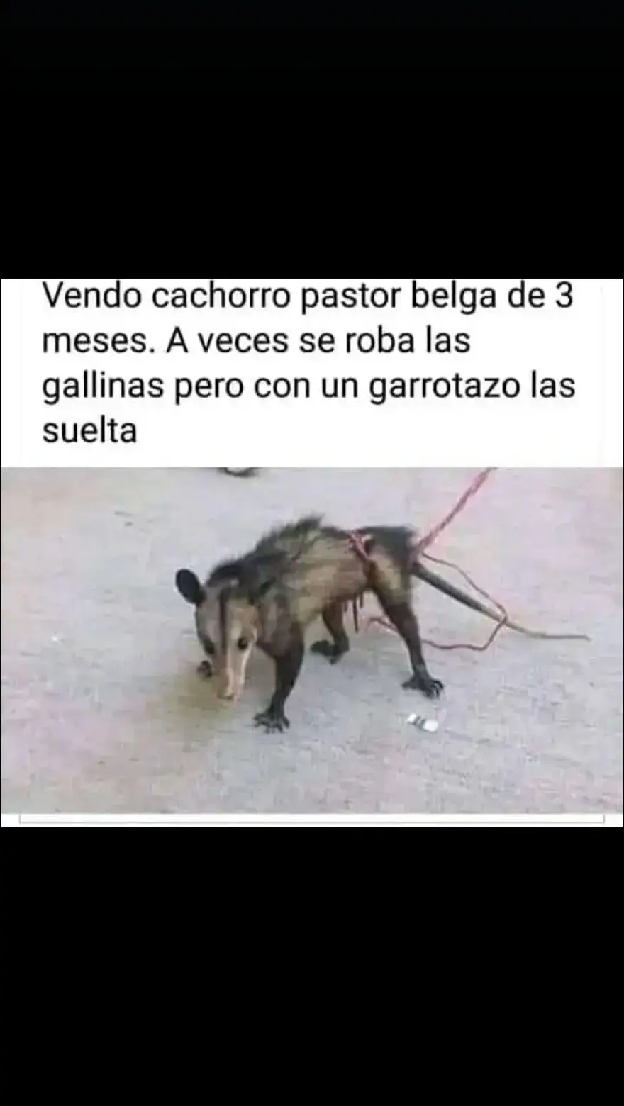 LA NUEVA MASCOTA 