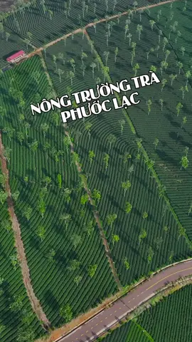 Nông Trường Trà Phước Lạc , Bảo Lộc  Chill (Lâm Đồng Xinh Đẹp) #dendidodiday #nongtruongtraphuoclac #lamdong #baoloc #dulichvietnam #xuhuongtiktok #traphuoclac 