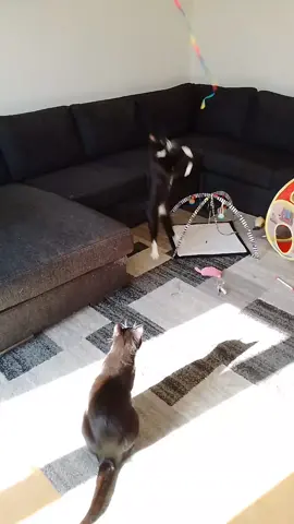 #🐾🐈🐱❤️ #foryoupage #🐾 #🎶❤️#foryoupage #fyp  #tiktokbringbackmilogirl71#foryou #viralvideo #ftiktok #😹🐈‍⬛ #😹🐈‍⬛🐈🌺💕 #❤😺🤞 