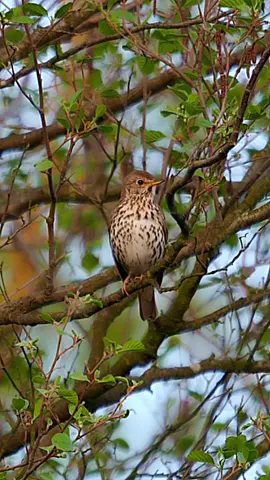 Song Thrush morning chat #birds #birdsoftiktok🕊  #birdswatcher #birdsphotography #nature #birdssinging #birdsounds #fyp #fypシ #fy #nature #naturephoto #wildlife #birdsongnds #forest #spring #wood #trees #green #fypsound #thrush #fypnature