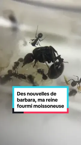 Des nouvelles de barbara, ma reine fourmi moissoneuse Espèce -> Messor barbarus  #messorbarbarus #fourmi #insecte #animauxdecompagnie 
