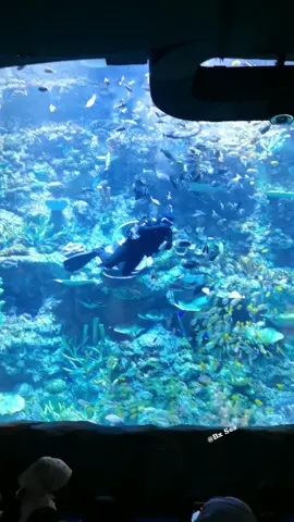 Feeding show Raja Ampat 🐟🐠🦈🐳🐋🐬🐙🐡