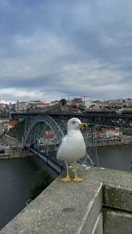 📍Porto, Portugal 🇵🇹 #porto #portoportugal #portugal🇵🇹 #visitporto #ponteluis1 #visiteporto #visitportugal #exploreporto #explore #travel #europe #gaia #visitgaia #drone #mini3pro #djiglobal #reelsviral #cidadedoporto 