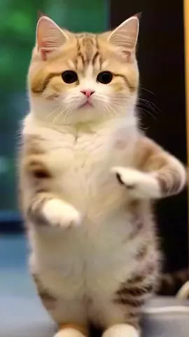 Cat dance cute #cat #dance #cute #petdance 