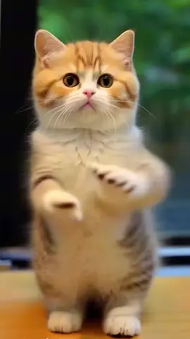Cat cute dance #cute #cat #dance #viraltiktok #petdance 