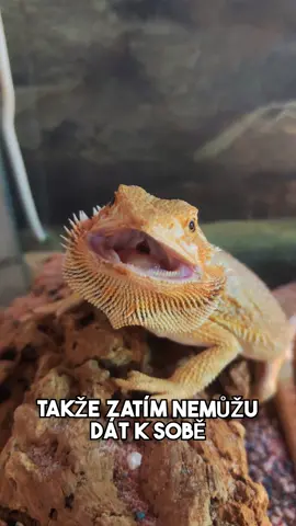 NOVÝ KAMARÁD ADÉLY  #fyp#foryou#foryoupage#agama#agamavousata#chov#chovatel#teraristika#cz#czech#sokolik