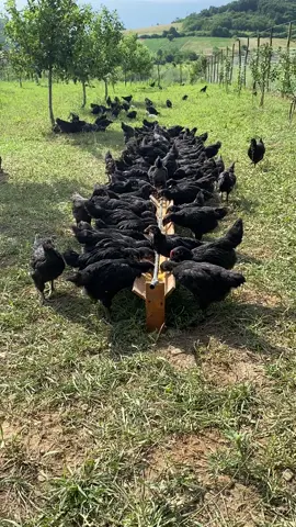 #biofarmaroni #fyp #viral #chicken #blackaustralorp #australorpchicks🐓🐓🐣🐣 #skenderaj #geci #farming #tiktok 