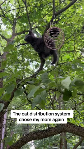 Cat distribution system at work. #kitten #cat #rescue #catdistributionsystem 