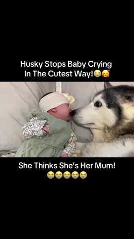 The best mamma doggo!🥰. #husky #dog #dogs #huskies #milperthusky #siberianhuskies #siberianhusky #babyanddog #kidswithdogs #cuteanimals #animal #animalvideo #millethehusky #millieanddaisy 