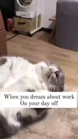 # funnycats # funnyanimals # funnypets # funnydogs # cats