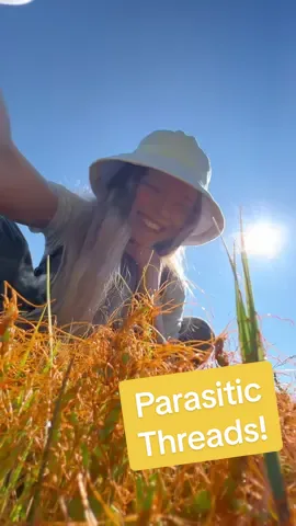 This is a PLANT that can't photosynthesize! It has no chlorophyll, so it wraps itself around other plants and uses its haustoria to steal nutrients! Golden thread has thin, yellow to orange thread-like stems which form dense, tangled mats that can envelop its host and can harm or end the plant. It is a halophyte (salt tolerant) found in coastal salt marshes from British Columbia to California. I came across these golden treads when exploring the @Southern Gulf Islands ! #nature #botany #Outdoors #britishcolumbia #lovenature 