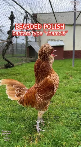 Polish bantam rooster - Zwerg-Paduaner in Chamois-Weißgesäumt #polishchicken #crestedchicken #farming #farmanimals #fancychickens #backyardfarm #backyardchickens #rooster #hahn #hühner #hühnerhaltung #keepingchickens #happyhuhn 