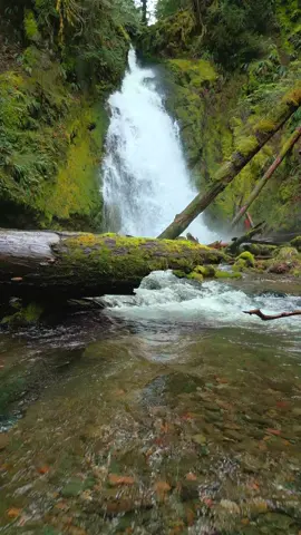 A breathtaking waterfall nestled in the lush forest, where the sound of cascading water meets the vibrant greenery 😍 #waterfalls #lushforest #slowmotion #godislove #natureshots #oregonlife #pnw 