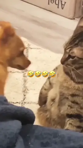 #funny #funnyvideos #animals #cat #dog #pet #voiceover #dubbing #fyp 