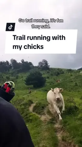 Trail running is fun ... well depends #trail #Running #trailrunning #cow 