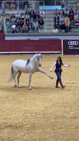 MISTERIO actuación de Burgos  #arte #caballosbailadores #domaenlibertad 