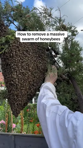 The biggest swarm of honeybees that we have collected in 2024 came today at the end of June.  Even better we collected them from the same place as last year from a wild swarm living in a nearby chimney. #bees #swarm #honeybees 