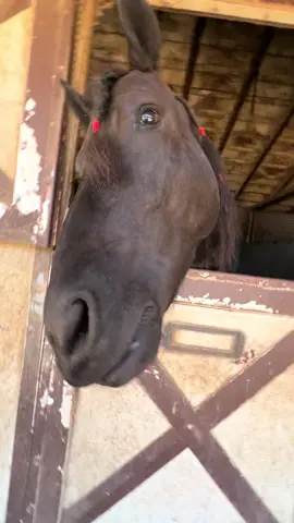 zultan the snapping turtle 🐢🐴 #horse #horsesnappingturtle #friesian #comedy 