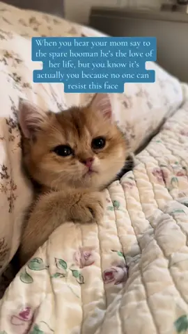 Dont tell the spare hooman 😭🤣 #babyfurlove #furbabylove #kittenlove #catmom #crazycatlady 