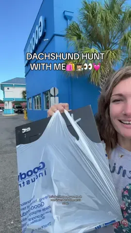 A WEENtastic day to be out dachshund hunting❗️🎰🕵🏼‍♀️👏🏼🥰 #dachshund #ween #crazydachshundlady #monday #thrifting #dachshundsoftiktok #goodwill #doxie #bradenton 