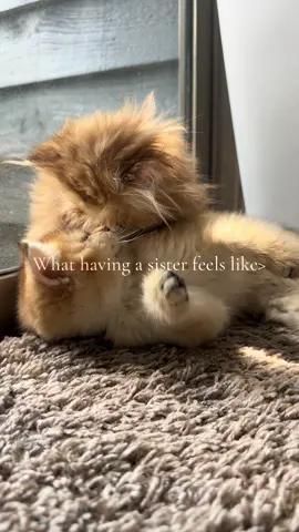 Send this to your sister 🥹❤️ #sistergoals #sistersforever #catmom #littlesisters #littlesistercheck 